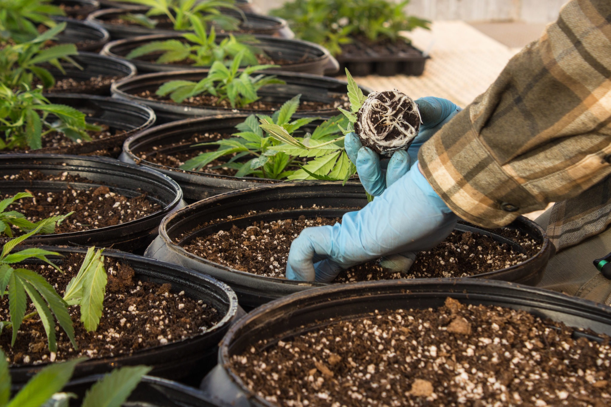 Подкормка комнатных цветов домашними средствами. Весенние заморозки теплица. Можно ли селитрой поливать цветы. Селитра для смородины весной. Травяной настой для подкормки томатов.