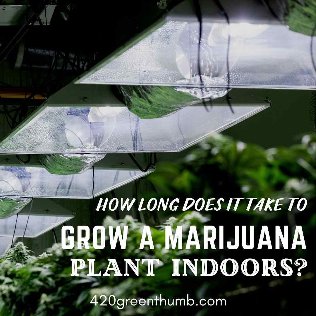 How To Choose The Right Lighting For Your Marijuana Grow Room
