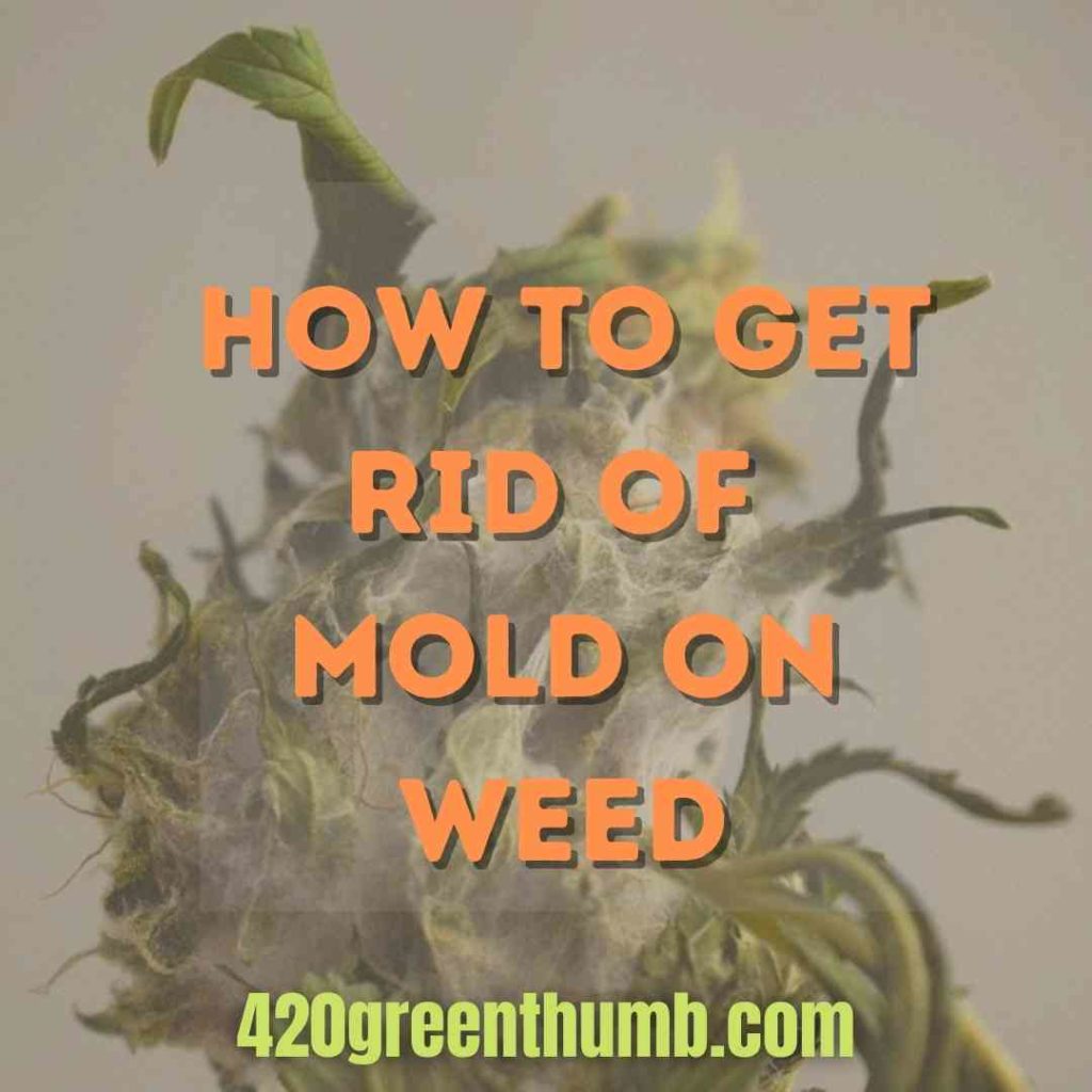 How To Get Rid Of Mold On Weed And Difficulty Of Spotting It
