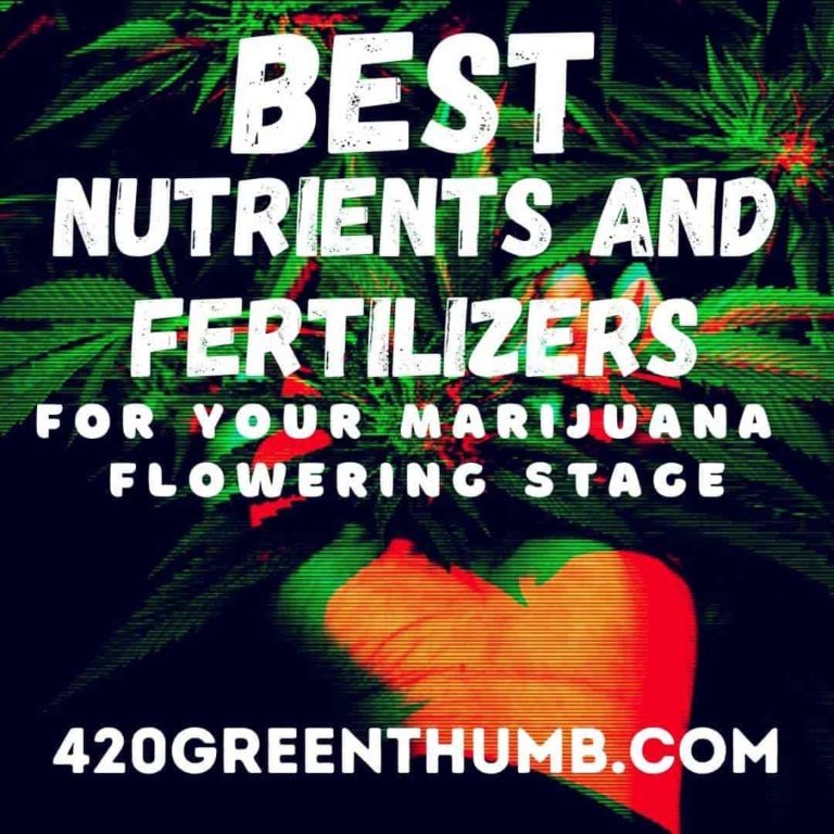 Best Nutrients & Fertilizers For Marijuana Flowering Stage [Updated!]
