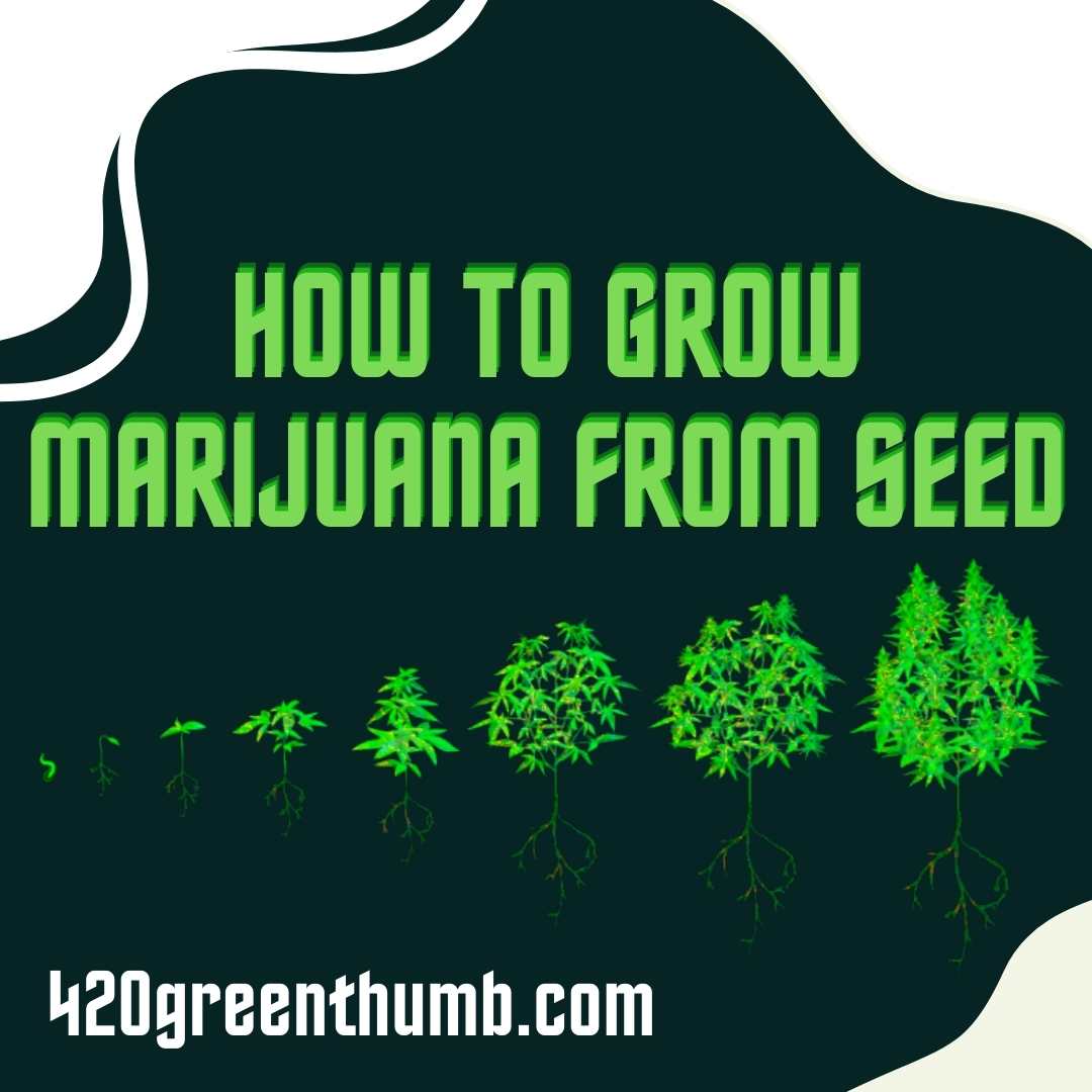 How To Choose The Right Lighting For Your Marijuana Grow Room