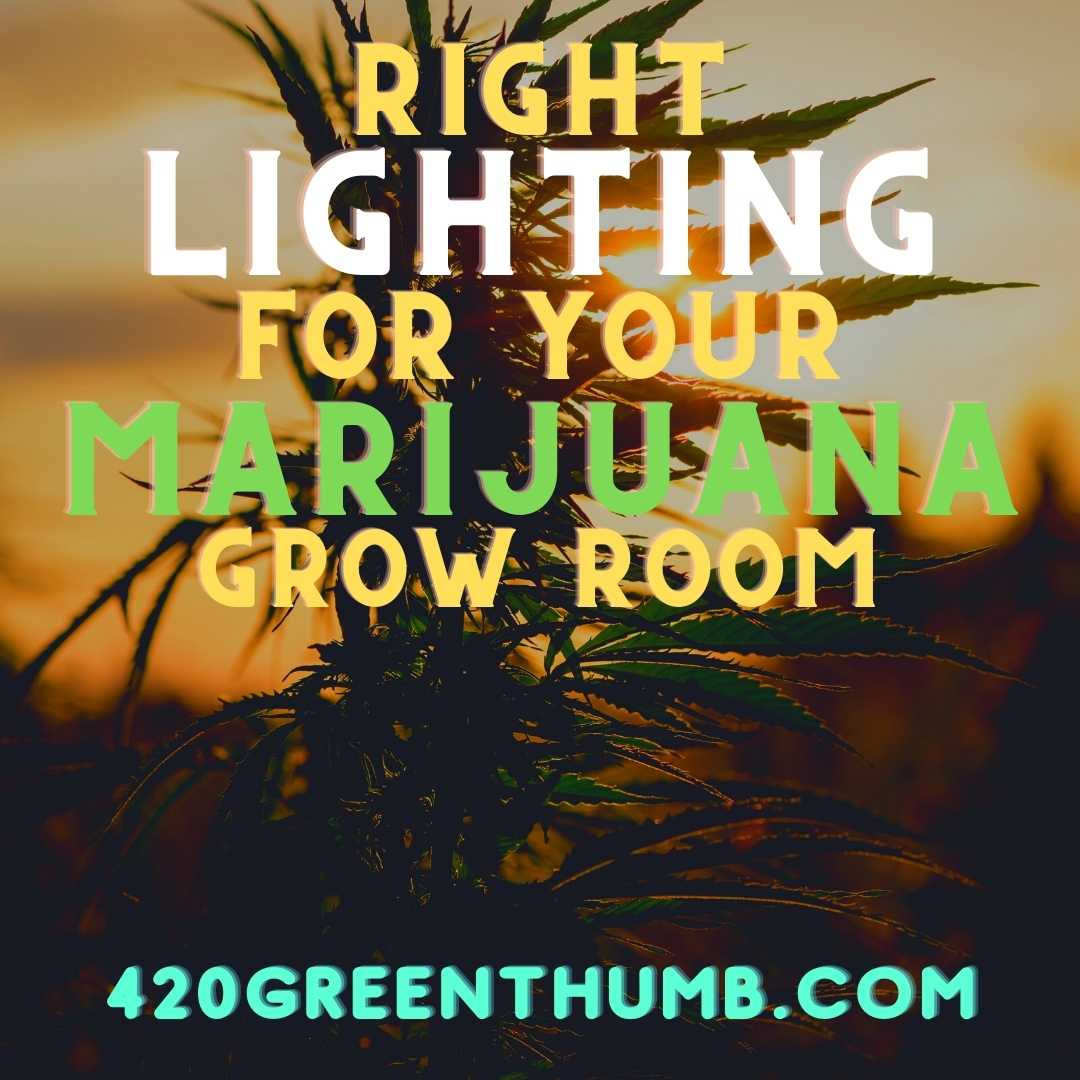 How To Choose The Right Lighting For Your Marijuana Grow Room