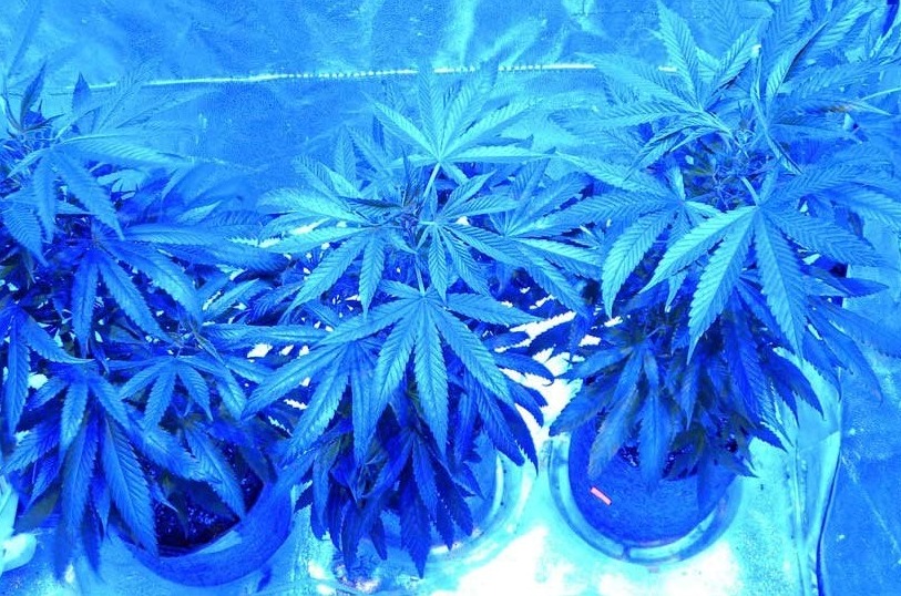 What Color Light Is Best For Plant Growth? Get Best Yield!