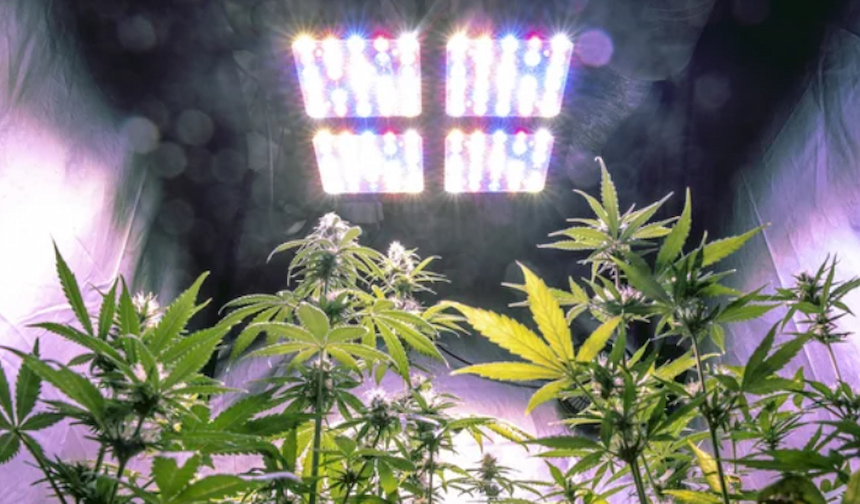 How Much Do Grow Lights Cost To Run? Learn What To Expect!