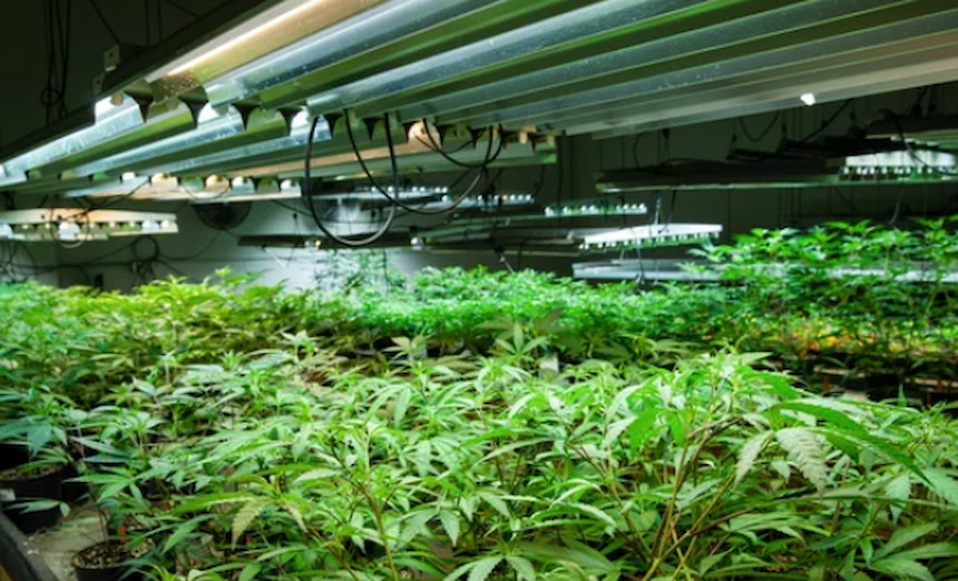 How Much Do Grow Lights Cost To Run? Learn What To Expect!