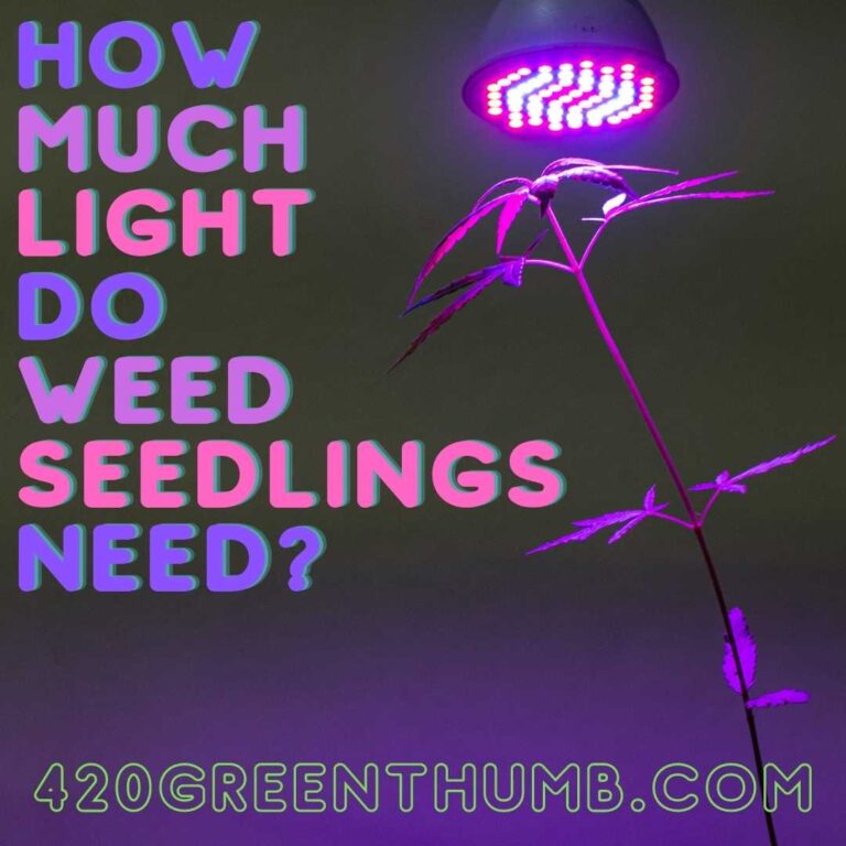 How Much Light Do Cannabis Seedlings Need How Much Light Do Weed Seedlings Need? | Our Full Guide!