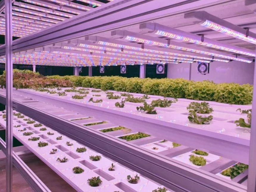 Do LED Grow Lights Work? Yes, And Here Are The Benefits!