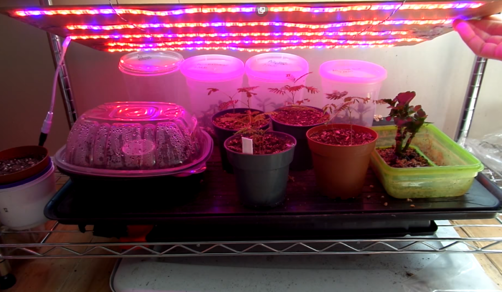 Can You Use LED Strip Lights To Grow Plants? A Full Guide!