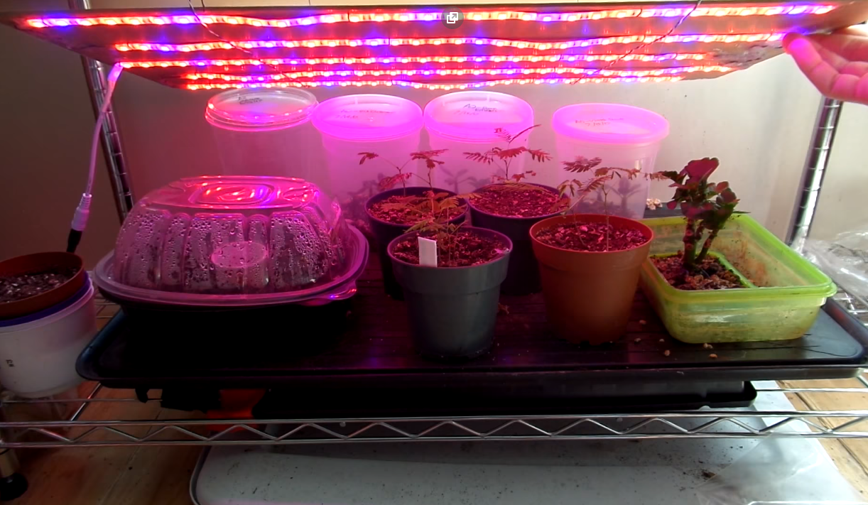 Can You Use LED Strip Lights To Grow Plants? A Full Guide!