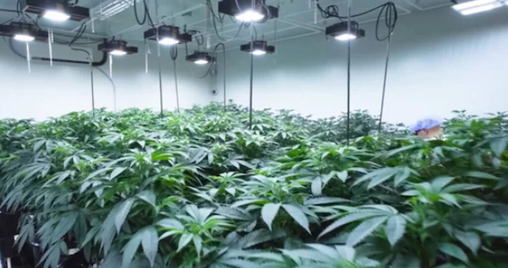 How Many Grow Lights Do I Need? Step By Step Guide & Tips