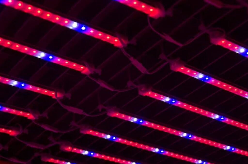 Are Grow Lights Bad For Your Eyes Your Concerns Addressed!