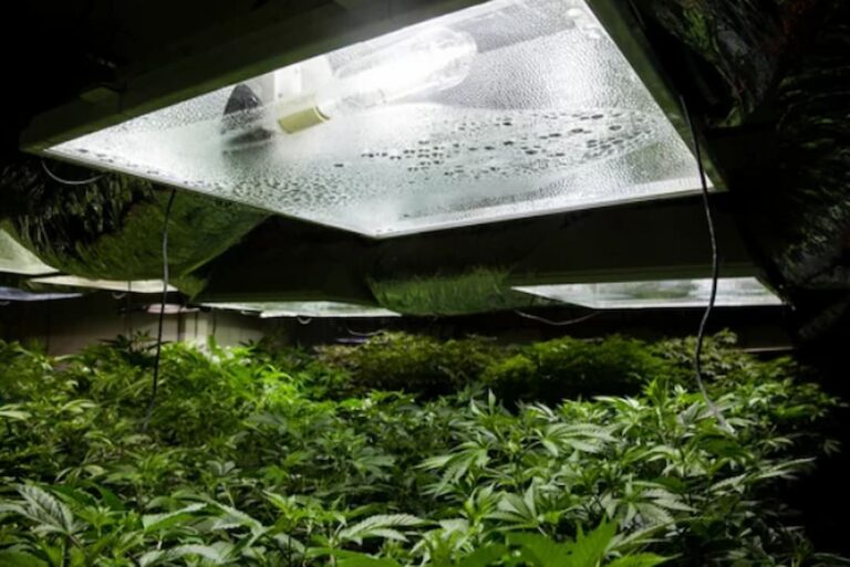 How Many Grow Lights Do I Need? Step By Step Guide & Tips