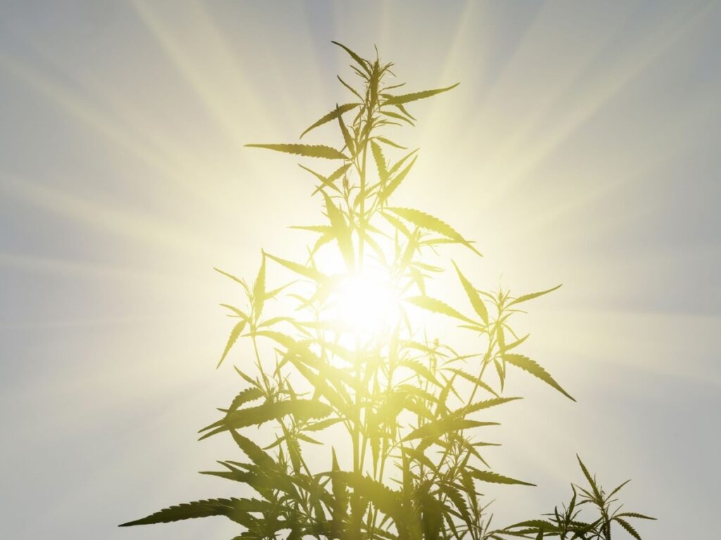 How Many Seeds Can A Weed Plant Produce? Our Full Guide!