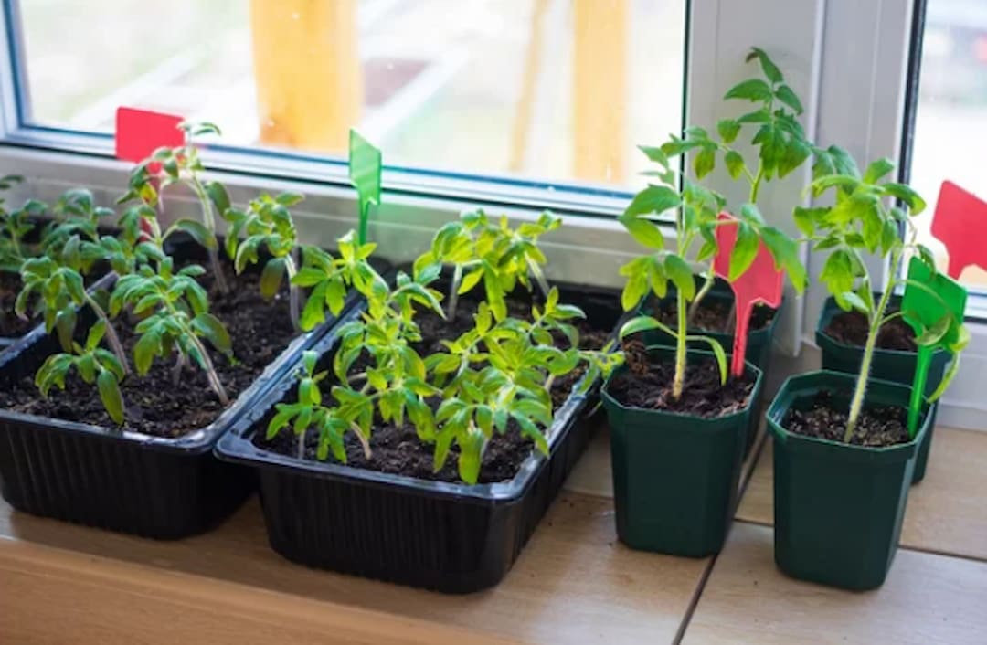 How Much Light Do Cannabis Seedlings Need How Much Light Do Weed Seedlings Need? | Our Full Guide!