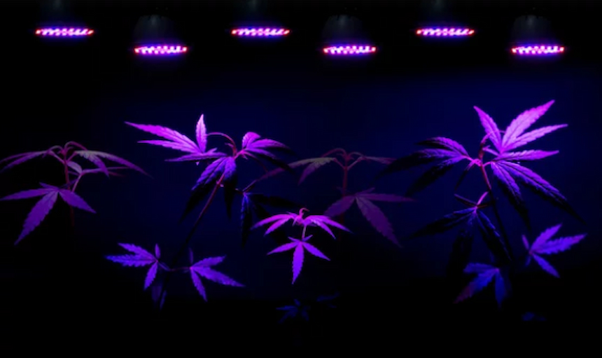 Why Are Grow Lights Purple? Do They Accelerate Growth?