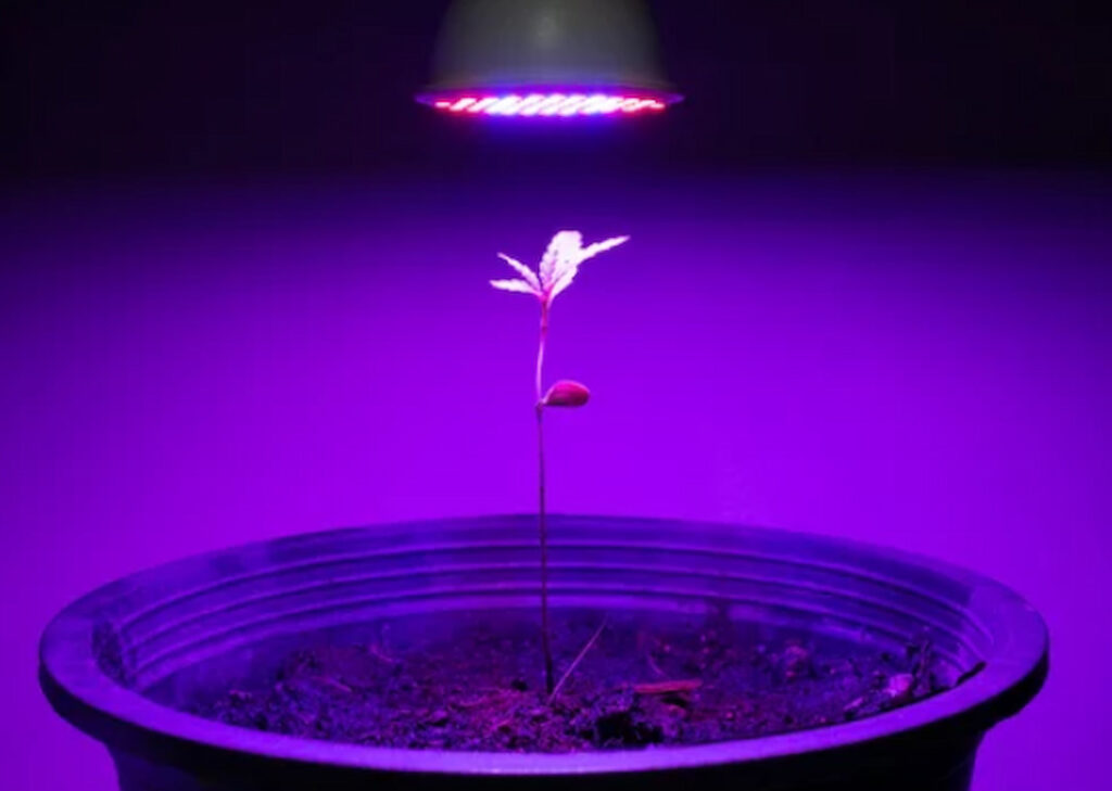 Are UV Lights Good For Plants? Will You Get Better Yield?