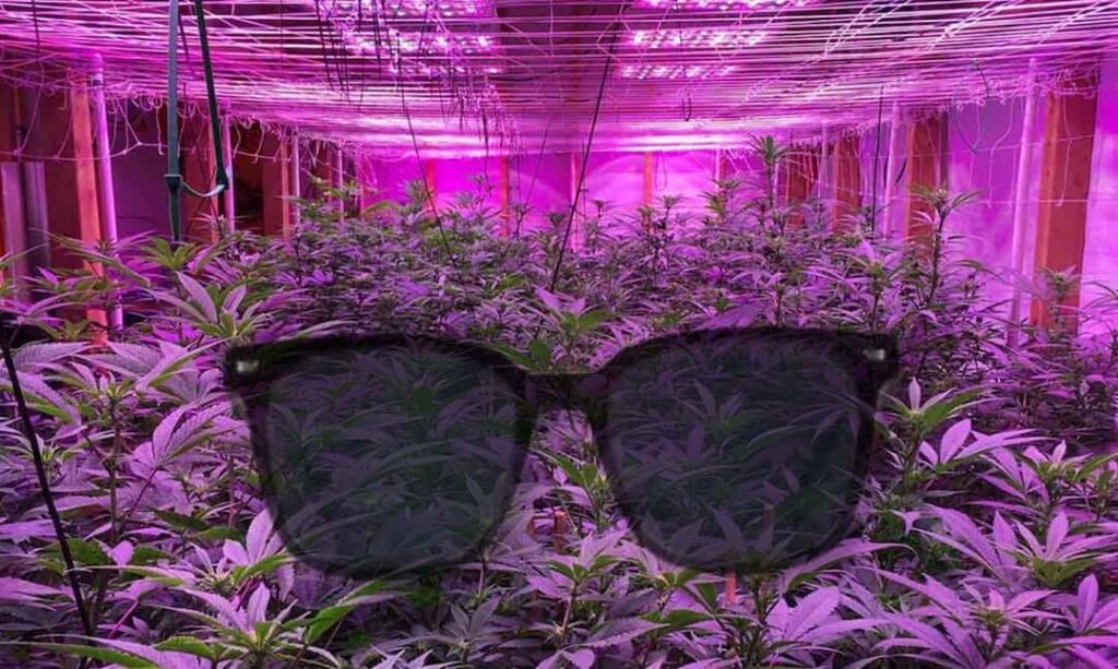 Are Grow Lights Bad For Your Eyes Your Concerns Addressed!