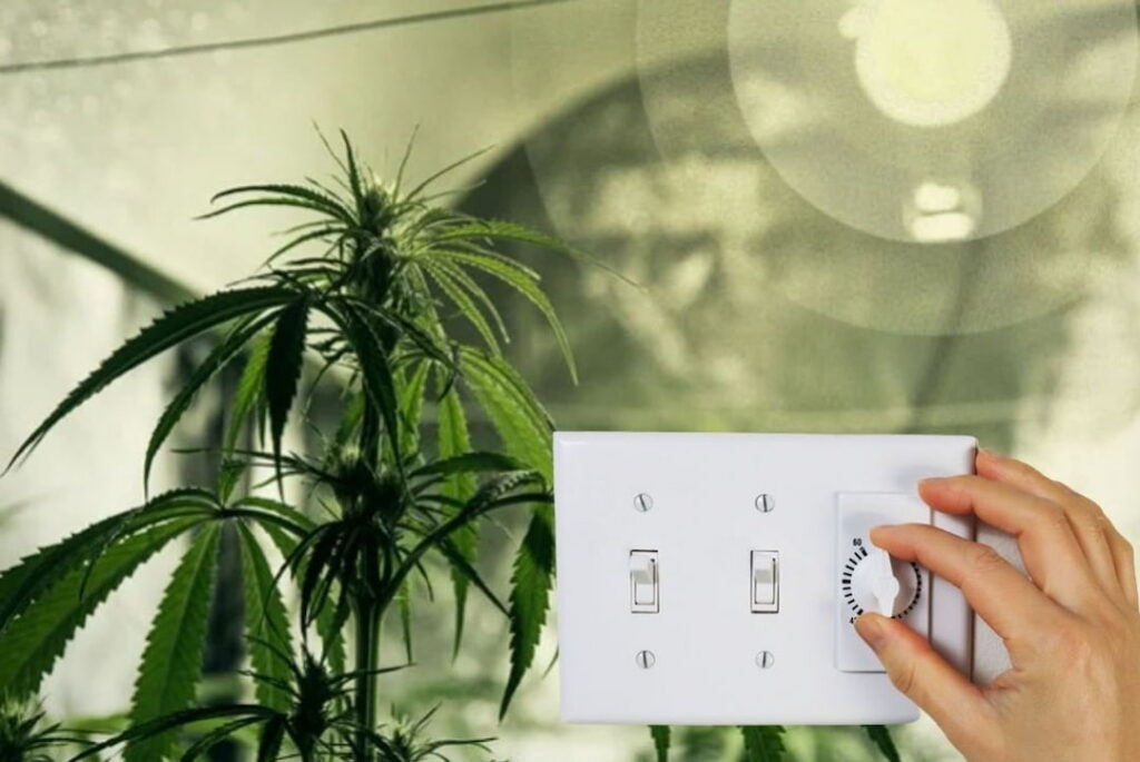 Are Grow Lights Bad For Your Eyes Your Concerns Addressed!