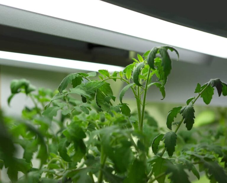 How Much Electricity Do Grow Lights Use? | Costs To Expect!