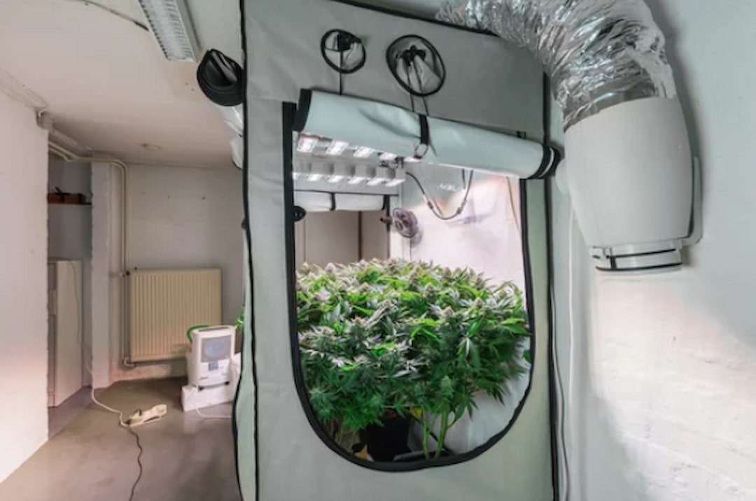 What Size LED Light For 3×3 Grow Tent Factors To Consider!