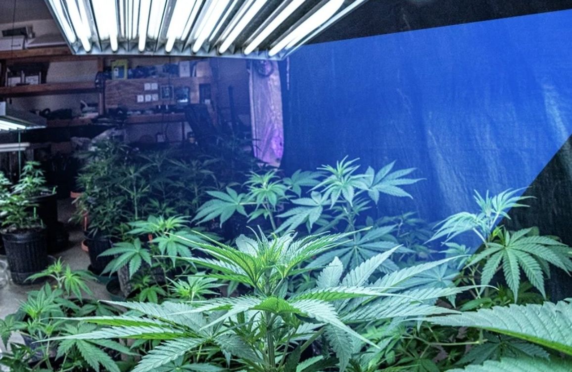 5 Best Light For Vegetative Growth 2022 Pick The Right One