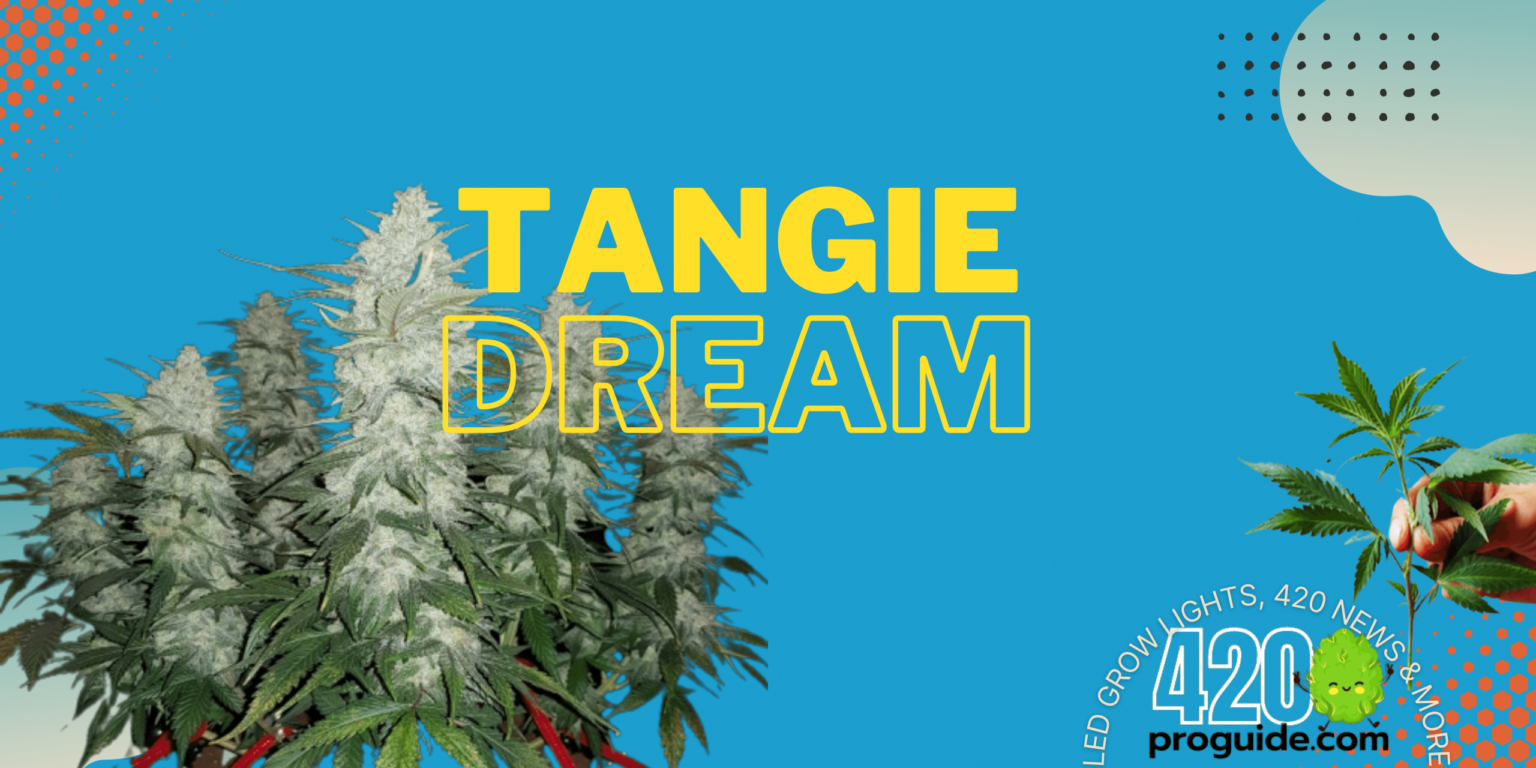 Tangie Dream Strain